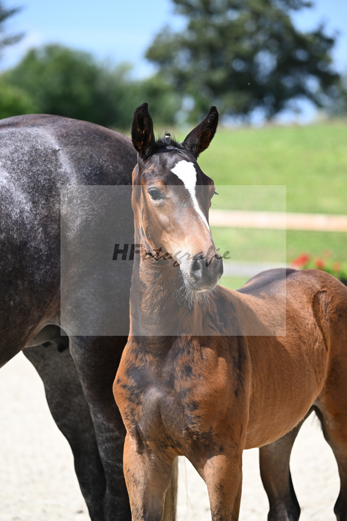 Cullinan du Borget B x Dalles VDL_Sanladerer_29240189 | hf-fotografie - Realisiert mit Pictrs.com