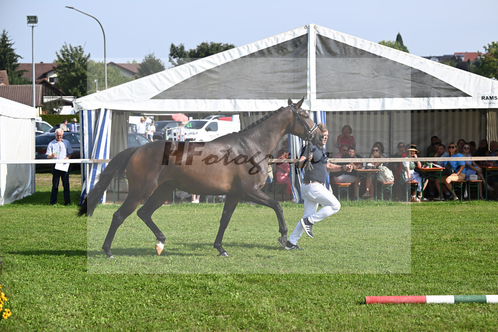 Kat-Nr. 8 Donaus Zupermaus_Pollich_34240231 | hf-fotografie - Realisiert mit Pictrs.com