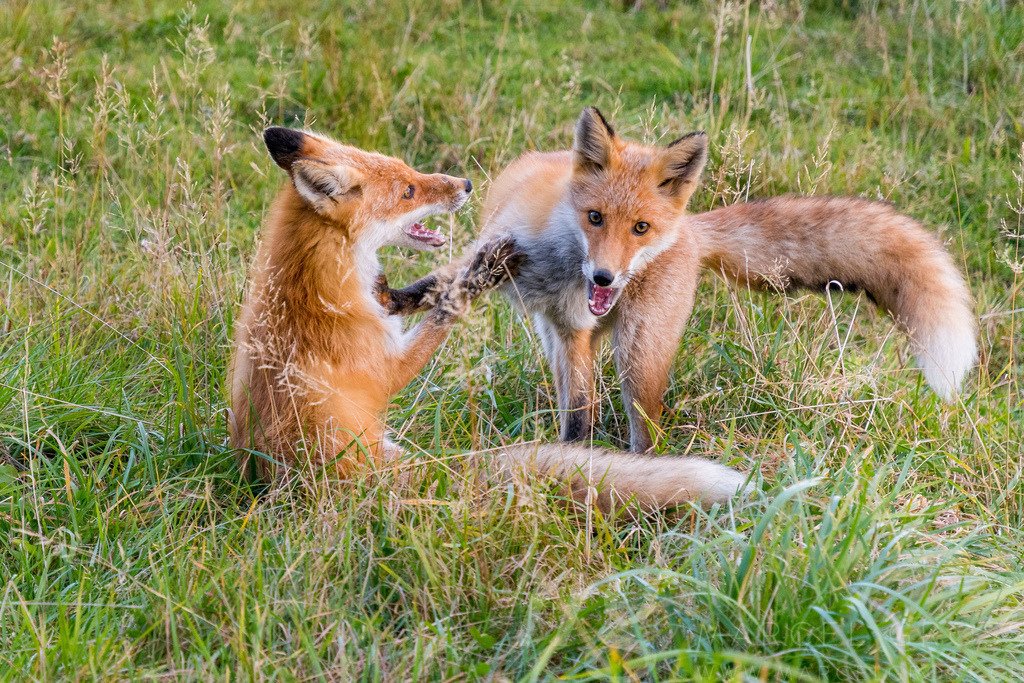 Redfox in Shiretoko National Park, Hokkaido | two Redfoxes in Shiretoko National Park, Hokkaido - Realisiert mit Pictrs.com