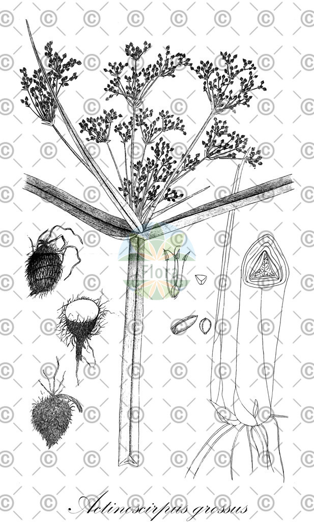 HistAbb_wfo-0000337413_1_ENZY_Simple | Historische Abbildung von Actinoscirpus grossus - Cyperaceae | Historical Illustration of Actinoscirpus grossus - Cyperaceae