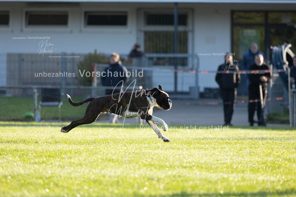 _16A6088 | Einzigartige Fotos von Hunden & Menschen –Actionfotos, Portraits, Vereinsaufnahmen & Paarshootings – authentisch, lebendig & mit Herz.
