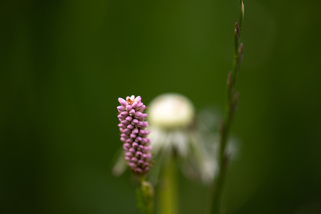 Wiesenknöterich | Makroaufnahme mit Nikon ZF, AF-S Micro Nikkor 105mm f2.8