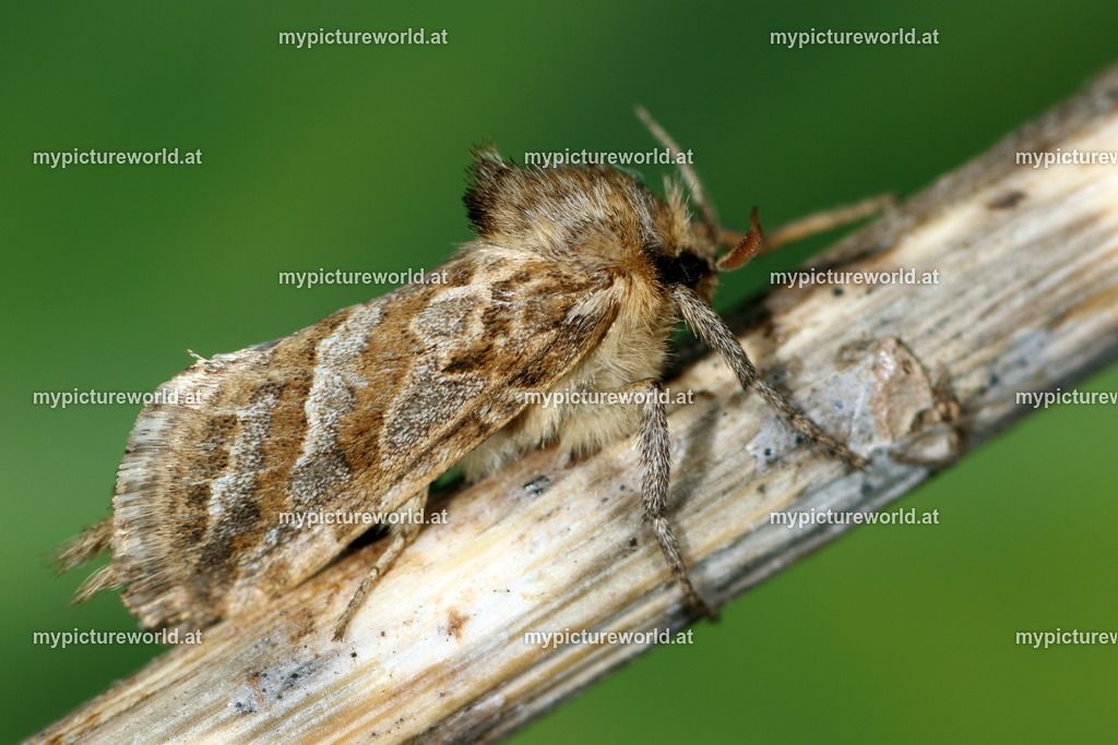 Triodia adriaticus-001 | Das Bilderarchiv über Tiere, Planzen und Landschaften. In der Bilddatenbank finden Sie ein große Auswahl an hochwertigen Bilder für Ihre Werbung - Realisiert mit Pictrs.com