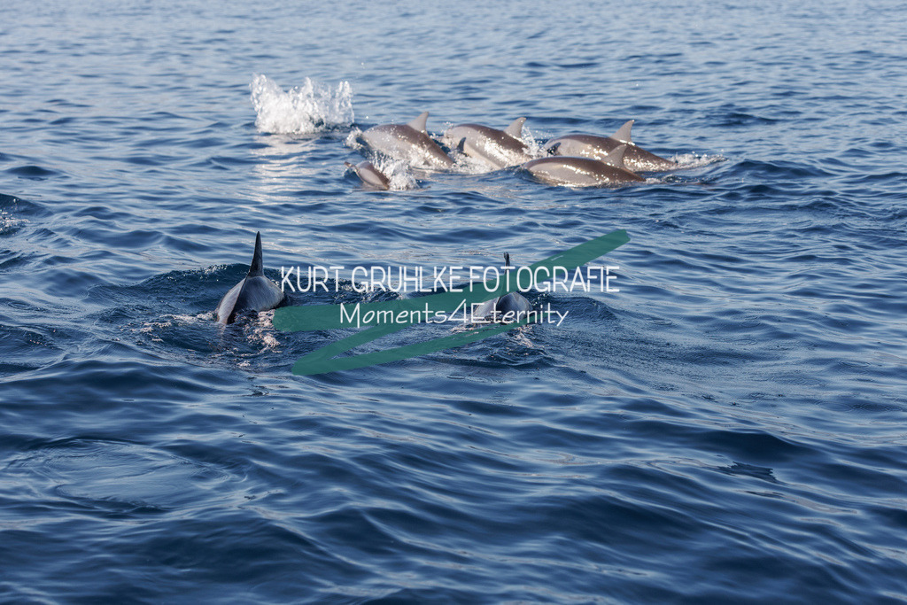 230721-1650 | onlinegalerie und Fotoshop Kurt Gruhlke Fotograf Berlin
Hochzeitsfotograf Eventfotograf Portraitfotografie
 - Realisiert mit Pictrs.com