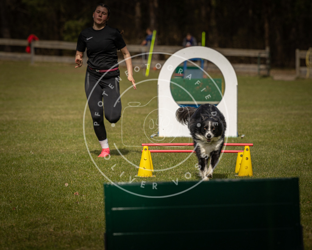 Pfotenfotografie_DV3A6002 | Hundefotografie, Tierfotograf, Pfotenfotografie, Fotoshooting Hund, Hunde Portrait, Hundesport, Hundeportraits, Heideshooting, Hunde, Sportfotograf, Hundefotograf, Turnierhundsport, THS,  - Realisiert mit Pictrs.com