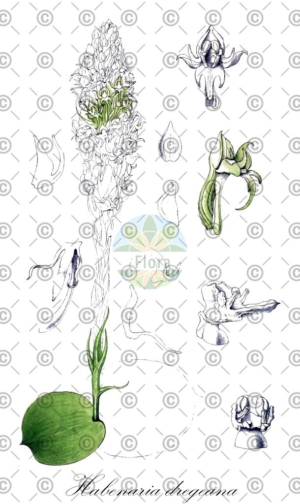 HistAbb_EMP_99034_1_SIMPLE | Historische Abbildung von Habenaria dregeana - Orchidaceae | Historical Illustration of Habenaria dregeana - Orchidaceae