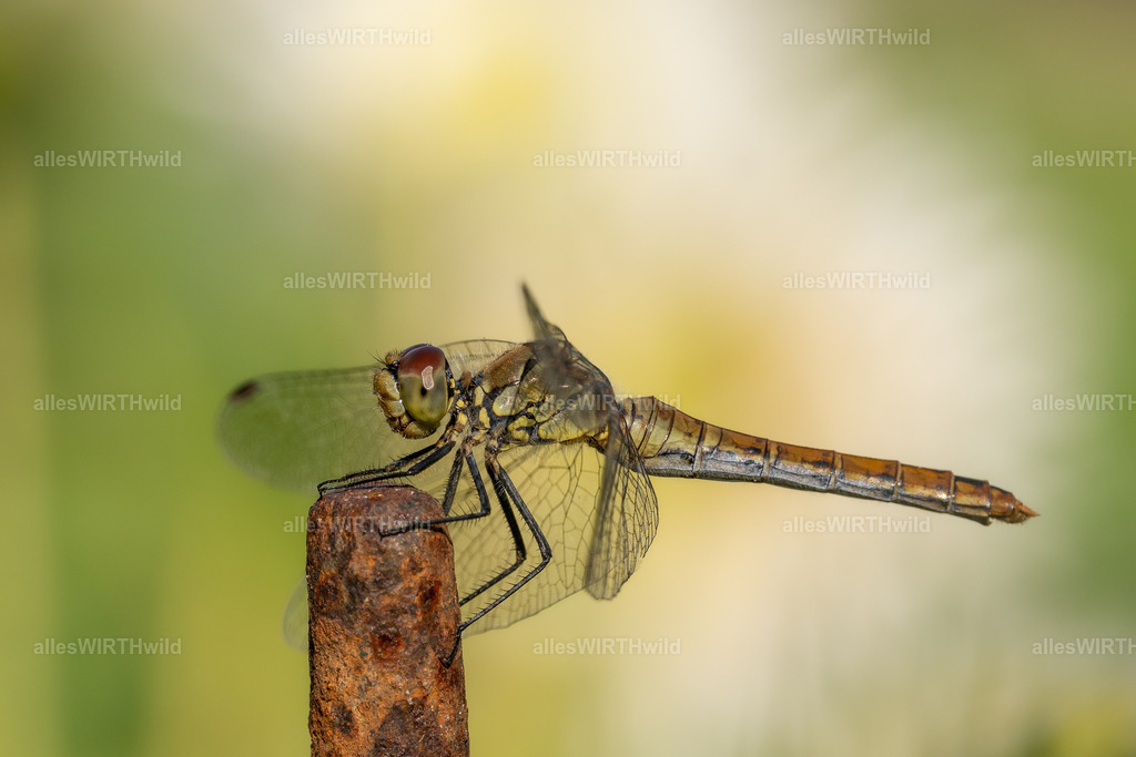 Bitte lächeln | Entdecke die faszinierende Welt der Natur- und Wildlife-Fotografie von Daniel und Bärbel. Inspirierende Bilder von wilden Tieren und kleinen Naturwundern.