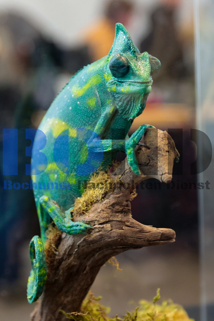 SES_INSBOC20250316-5 | bond - Realisiert mit Pictrs.com