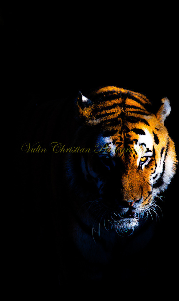 TPH 13p | Christian Vulin  - Realisiert mit Pictrs.com