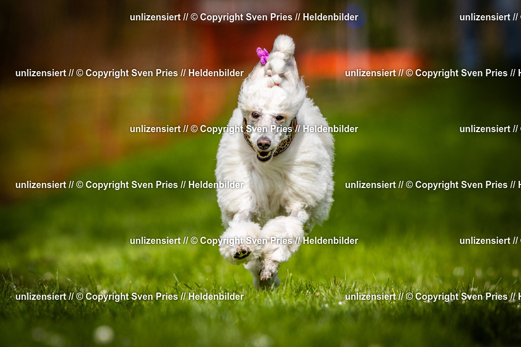 Sven Pries | 2025-04-13 - Hunderennen Baden-Baden - Realisiert mit Pictrs.com