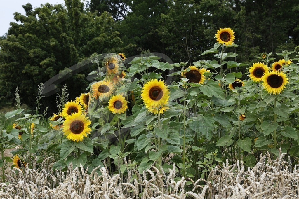 NatureArt-SUNFLOWERS_2628b | Gelb von links nach rechts | #001 | Modell: Darky | Foto: Tschiponnique Skupin - Realisiert mit Pictrs.com
