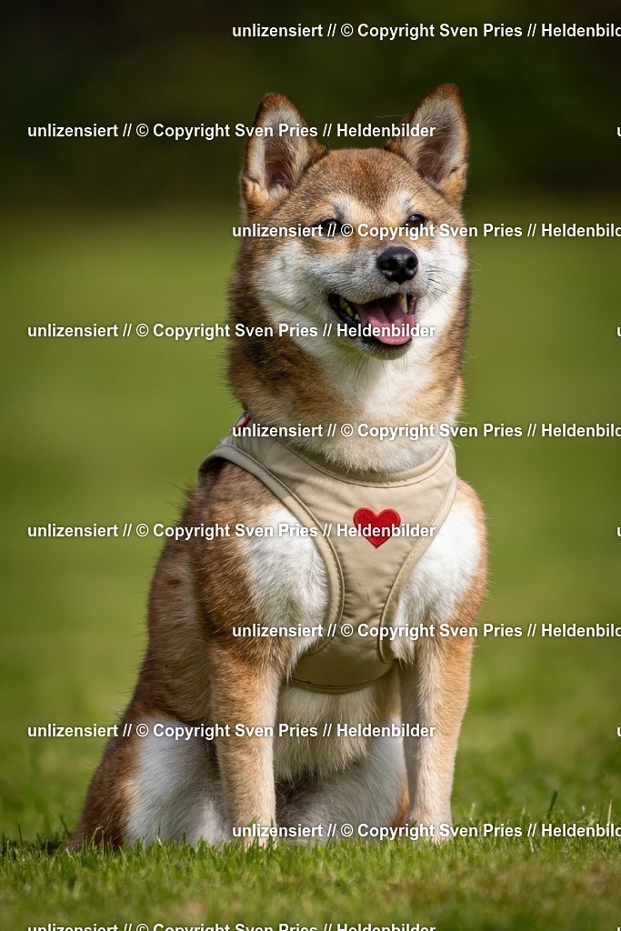 Sven Pries | 2024-09-22 - Hunderennen Baden-BadenPudelverein - Realisiert mit Pictrs.com