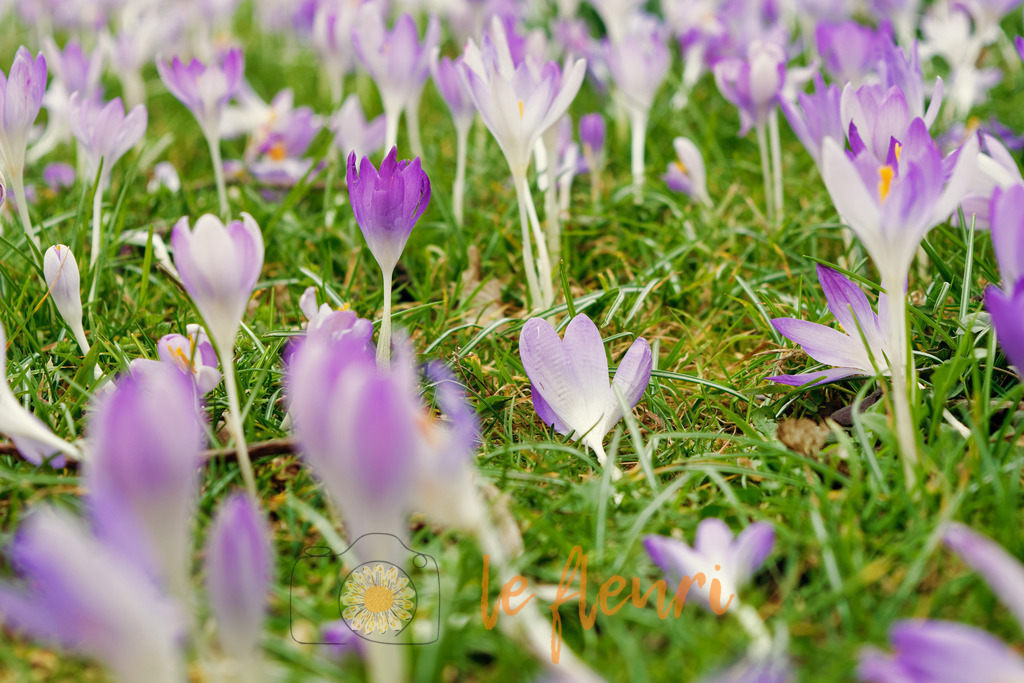 DSC_0155-NEF_DxO_PRIME (1) | Dies ist der Shop von Florian Blum - le fleuri. Langenthal, Bern, SchweizSie können hier meine oder ihre eigenen Fotos als Fotoprodukte kaufen. Tassen, Schlüsselanhänger, Taschen etc. können Sie hier gestalten.  - Realisiert mit Pictrs.com