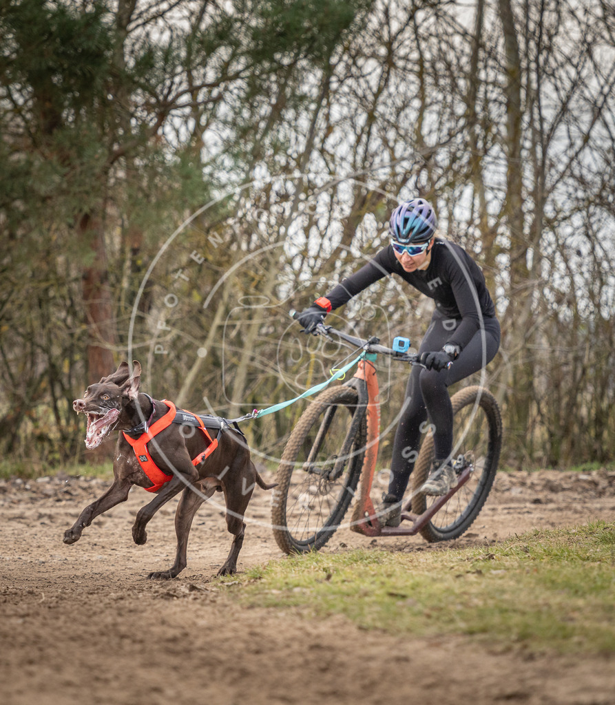 Pfotenfotografie_DV3A9012 | Hundefotografie, Tierfotograf, Pfotenfotografie, Fotoshooting Hund, Hunde Portrait, Hundesport, Hundeportraits, Heideshooting, Hunde, Sportfotograf, Hundefotograf, Turnierhundsport, THS,  - Realisiert mit Pictrs.com