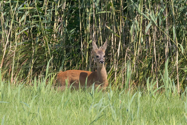 201713 | Tierfotografie, Tierkalender, Tierbilder, Insekten, Spinnen, Vögel, Schmetterling, Libellen, Leinwand, Colorkey, Qualität, Geschenkartikel, Geschenk - Realisiert mit Pictrs.com