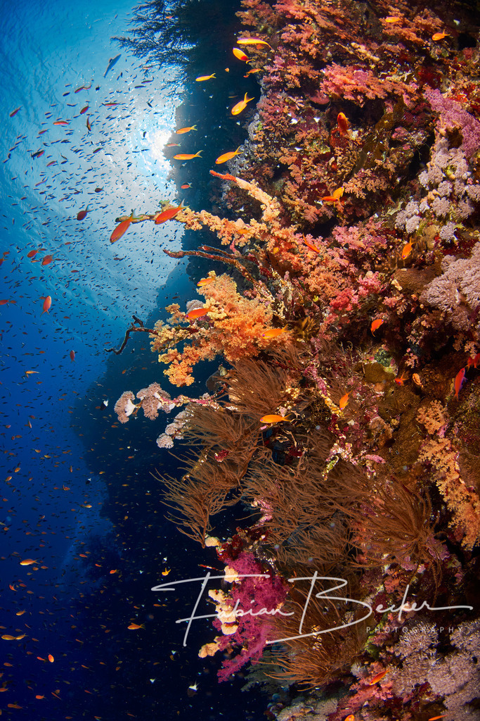 Am Rand des Blaus | Einzigartige Wandbilder von faszinierenden Unterwasserwelten. Exklusive Kunst für Empfangsbereiche, Wohnraum oder Wartezimmer. - Realisiert mit Pictrs.com