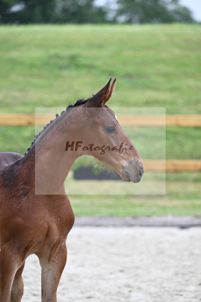 Kat-Nr. 60 HF Denzel van het Meulenhof_Feigl_17231403 | hf-fotografie - Realizzato con Pictrs.com