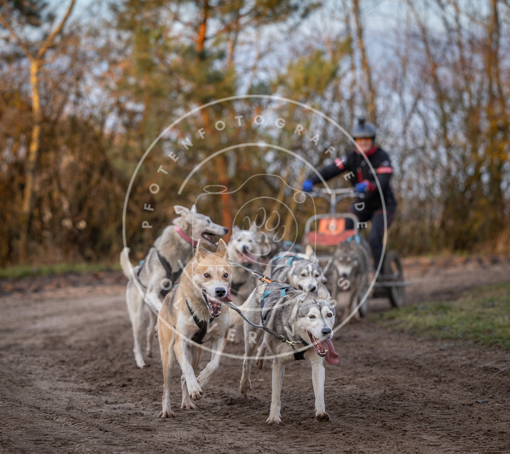 Pfotenfotografie_DV3A5927 | Hundefotografie, Tierfotograf, Pfotenfotografie, Fotoshooting Hund, Hunde Portrait, Hundesport, Hundeportraits, Heideshooting, Hunde, Sportfotograf, Hundefotograf, Turnierhundsport, THS,  - Realisiert mit Pictrs.com
