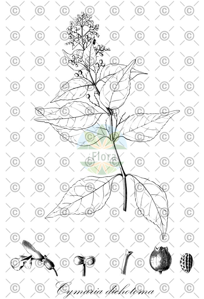 HistAbb_wfo-0001139156_1_ENZY_Simple | Historische Abbildung von Cymaria dichotoma - Lamiaceae | Historical Illustration of Cymaria dichotoma - Lamiaceae