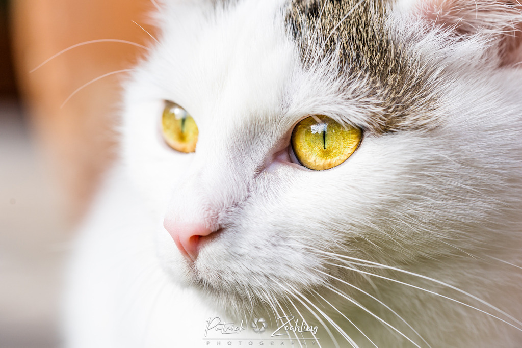 Cats-Zöchling (16) | Patrick Zöchling - Realisiert mit Pictrs.com