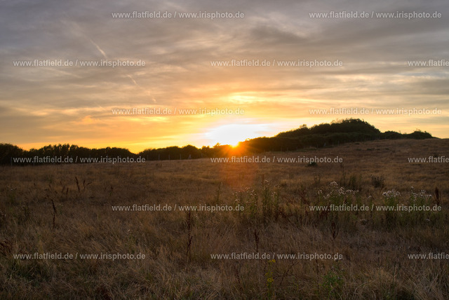 Sonnenuntergang an einer Weide | Gesehen in Wissant, Normandie