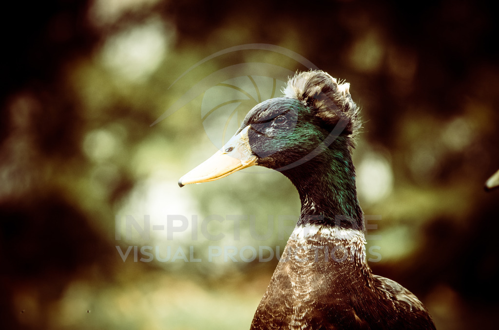 _DSC2022 | in-picture - Realisiert mit Pictrs.com