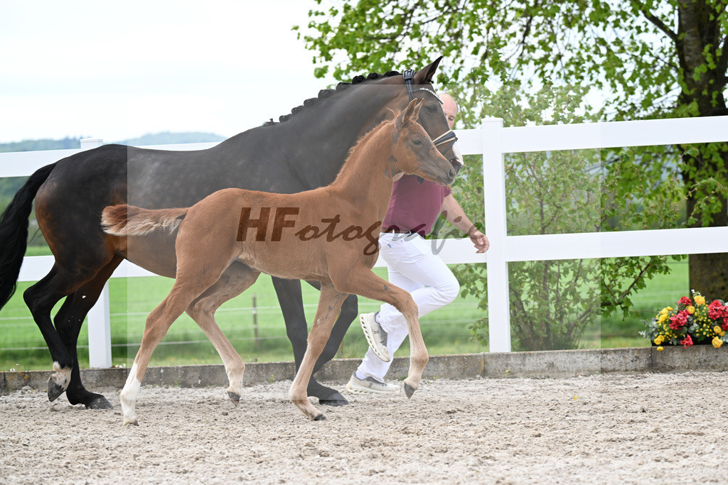 Kat-Nr. 4 SF Va Bene x Dancier_Juerges_23260111 | hf-fotografie - Realizzato con Pictrs.com