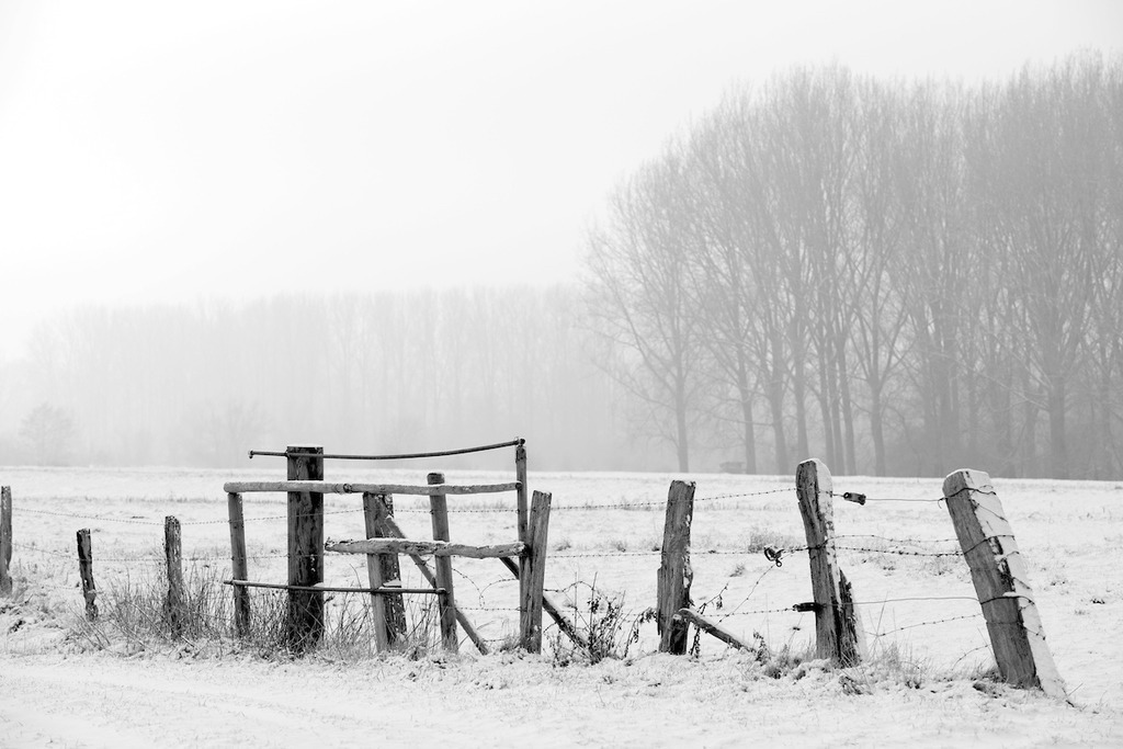 100103-181 | Europa, DEU, Deutschland, Nordrhein Westfalen, NRW, Rheinland, Niederrhein, Xanten, Naturschutzgebiet Xantener Altrhein, Bislicher Insel, Winter, Schnee, Baeume, Zaun, Weidenzaun, Kategorien und Themen, Natur, Umwelt, Landschaft, Jahreszeiten, Stimmungen, Landschaftsfotografie, Landschaften, Landschaftsphoto, Landschaftsphotographie, Naturschutz, Naturschutzgebiete, Landschaftsschutz, Biotop, Biotope, Landschaftsschutzgebiete, Landschaftsschutzgebiet, Oekologie, Oekologisch, Typisch, Landschaftstypisch, Landschaftspflege

[Fuer die Nutzung gelten die jeweils gueltigen Allgemeinen Liefer-und Geschaeftsbedingungen. Nutzung nur gegen Verwendungsmeldung und Nachweis. Download der AGB unter http://www.image-box.com oder werden auf Anfrage zugesendet. Freigabe ist vorher erforderlich. Jede Nutzung des Fotos ist honorarpflichtig gemaess derzeit gueltiger MFM Liste - Kontakt, Uwe Schmid-Fotografie, Duisburg, Tel. (+49).2065.677997, 
archiv@image-box.com, www.image-box.com] - Realisiert mit Pictrs.com