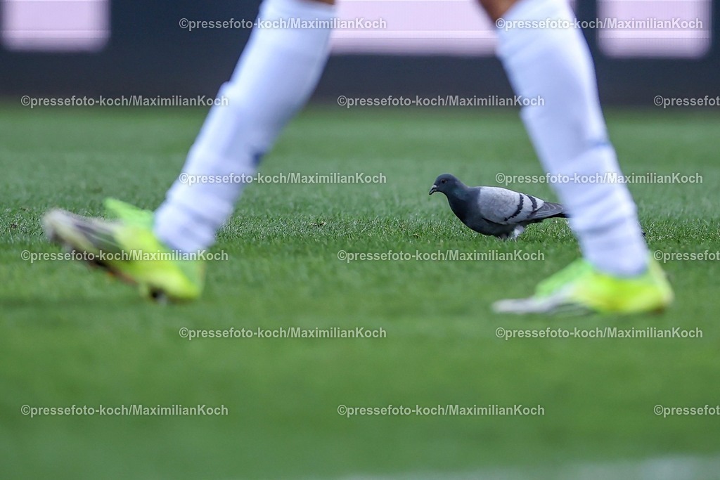 BOC14022601020 | 15.02.2026, Fußball, VfL Bochum - SC Paderborn 07, 2. Fußball Bundesliga, 22. Spieltag, Vonovia Ruhrstadion, Saison 2025 2026: Eine Taube im Strafraum auf dem Spielfeld  DFB regulations prohibit any use of photographs as image sequences and or quasi-video.