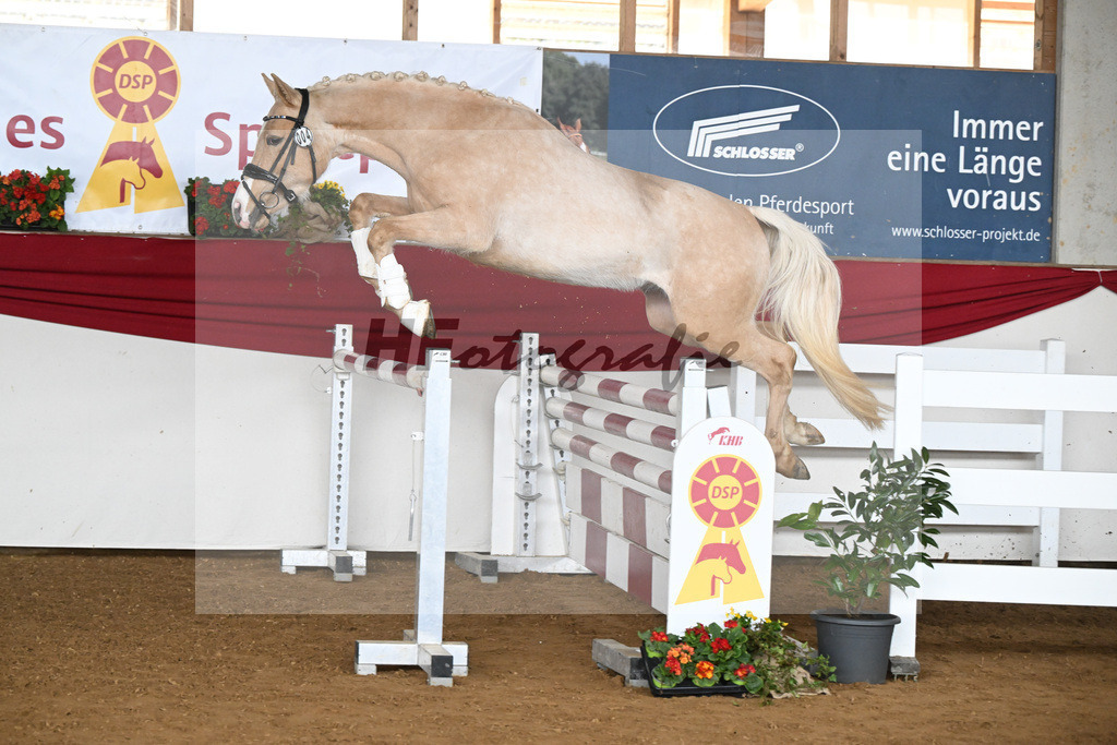 Kat-Nr. 4 Golden Jackpot v. Global Champion WE_Dirlan_16250497 | hf-fotografie - Realizzato con Pictrs.com