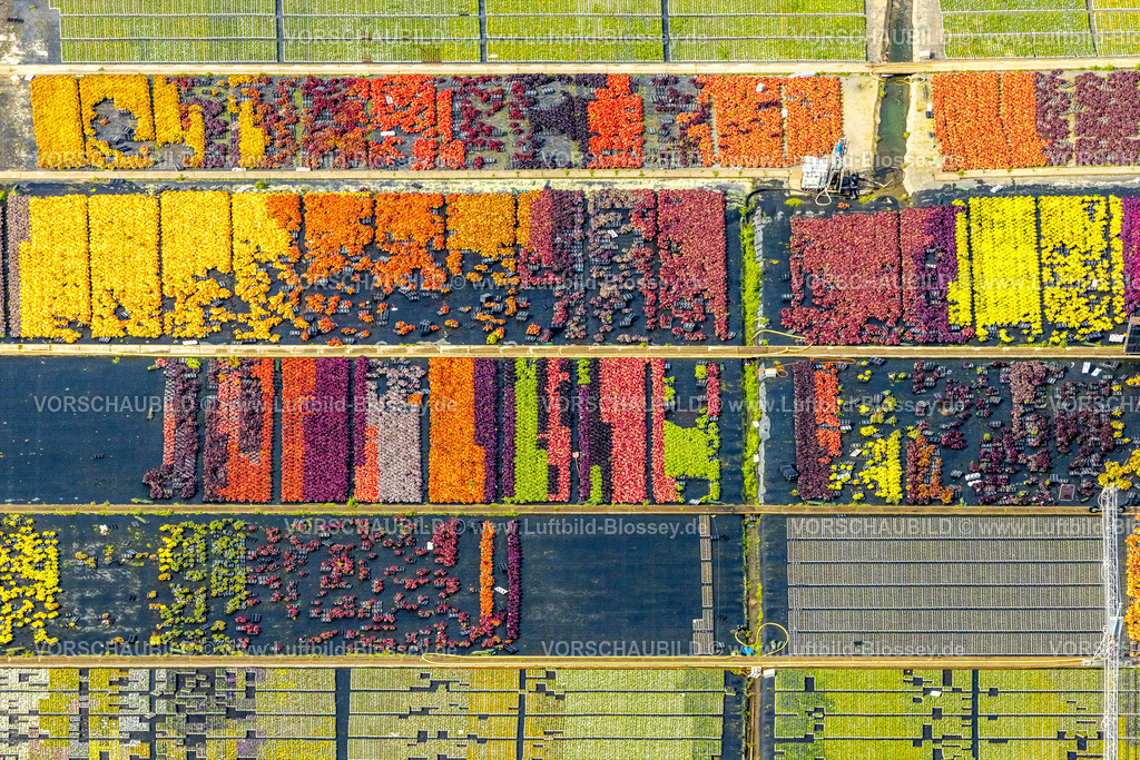 Duesseldorf250903129 | Luftbild, farbig bunte Blumen im Gartenbaubetrieb In der Hött, Formen und Farben, Flehe, Düsseldorf, Ruhrgebiet, Nordrhein-Westfalen, Deutschland