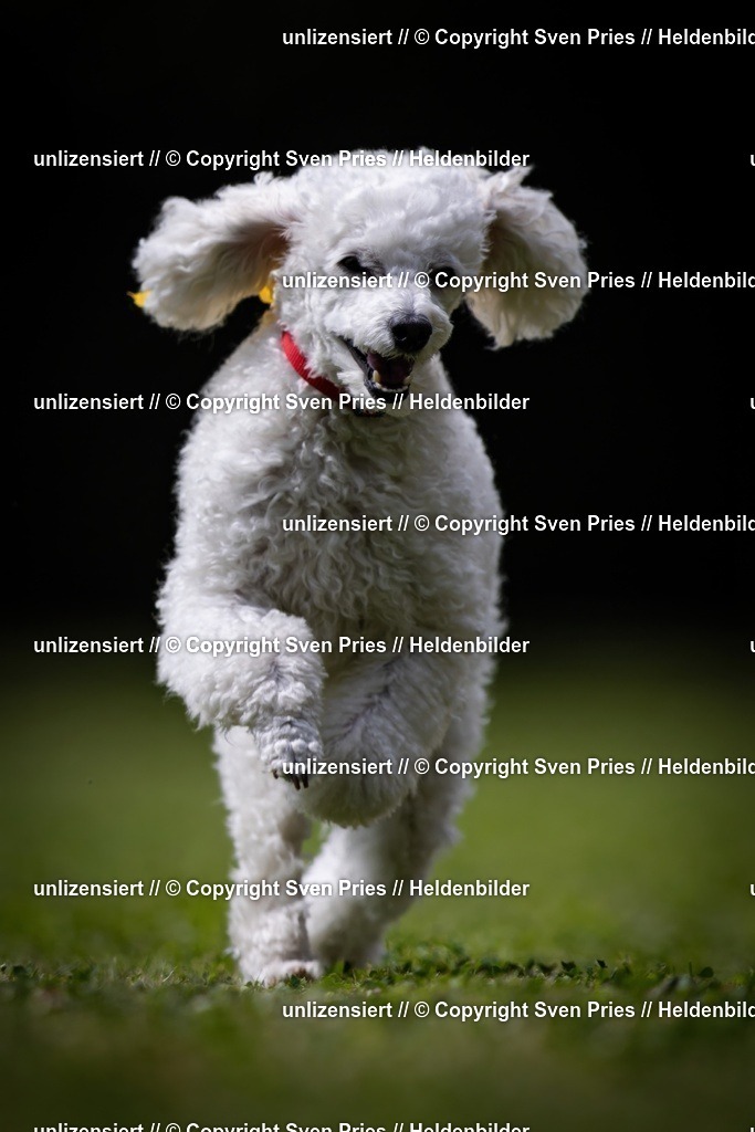 Sven Pries | 19. Allgemeines Hunderennen Karlsruhe Durlach - Realisiert mit Pictrs.com