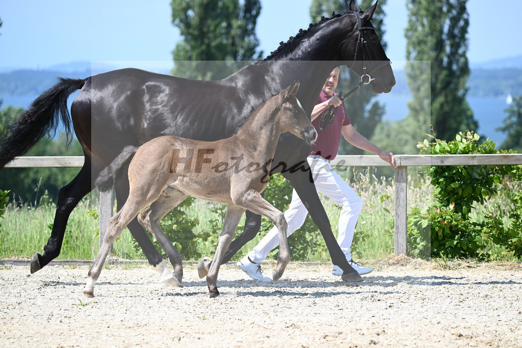 Kat-Nr. 11 SF Esperanto_Buehler_15230247 | hf-fotografie - Realizzato con Pictrs.com