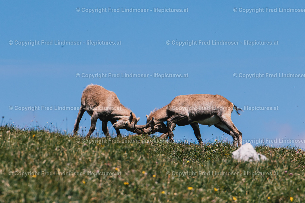 Hochschwab Rundwanderung mit Steinbock Anblick 13072022-1775 | Fotos und Fotoprodukte - Realisiert mit Pictrs.com