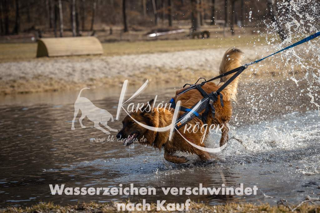 1100_ZZ91349 | kk-dogfotos