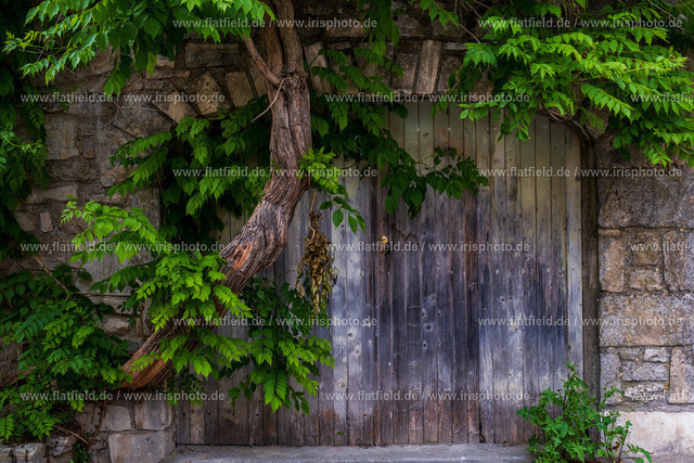 Altes Tor & Glyzine | Streetfoto aus der Ardeche
