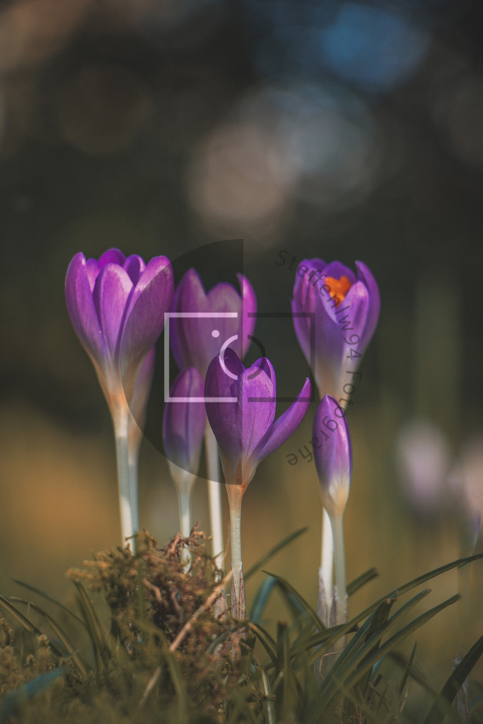 Wandbild Krokusse | Ich bin Fotograf und auf meiner Webseite hast du die Möglichkeit meine fotografie als Wandbilder druckfertig für dein Zuhause zu bestellten. - Realisiert mit Pictrs.com