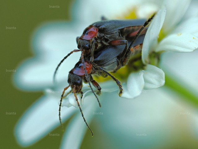 Gemeiner Weichkäfer (Rhagonycha fulva) | Der Gemeine Weichkäfer (Rhagonycha fulva) ist ein 7–11 mm langer, weichflügeliger Käfer mit leuchtend roten Flügeldecken und schwarzer Spitze. Er gehört zur Familie der Weichkäfer und sitzt häufig in großer Zahl auf Doldenblüten. –  – The Common Red Soldier Beetle (Rhagonycha fulva) is a 7–11 mm soft-winged beetle with bright red elytra and black tips. It belongs to the soldier beetle family and is often seen in large numbers on umbellifer flowers. - Realisiert mit Pictrs.com