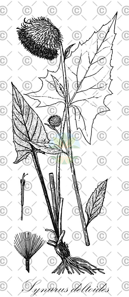 HistAbb_EMP_84729_SRC_Schlechtendal_FLORAD_SIMPLE | Historische Abbildung von Synurus deltoides - Asteraceae | Historical Illustration of Synurus deltoides - Asteraceae
