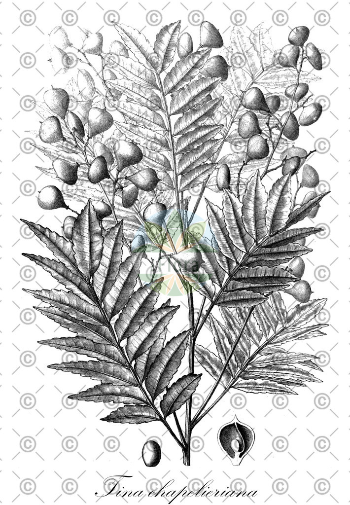 HistAbb_wfo-0000456665_1_ENZY_Simple | Historische Abbildung von Tina chapelieriana - Sapindaceae | Historical Illustration of Tina chapelieriana - Sapindaceae