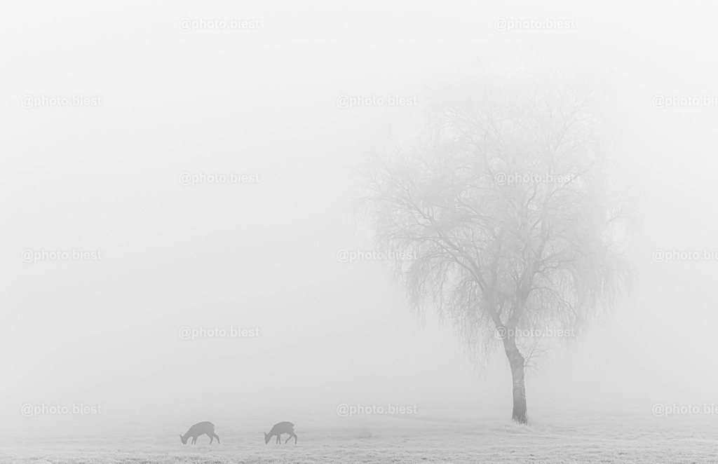 Auf Futtersuche | Ein eiskalter, nebliger Morgen. Zwei Rehe auf Futtersuche. - Realisiert mit Pictrs.com