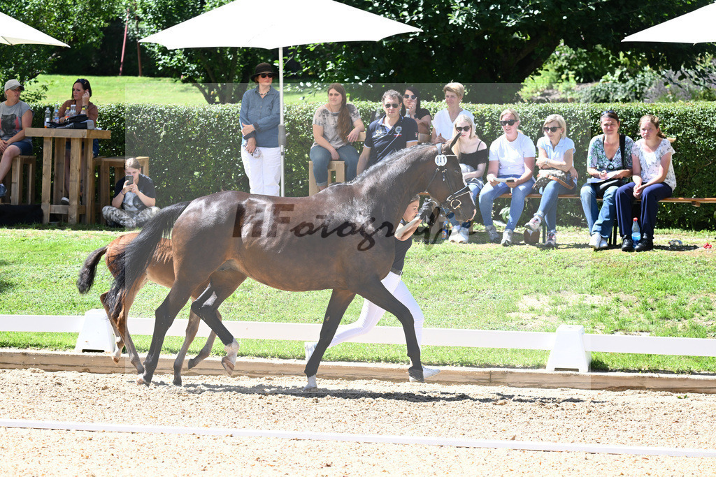 Kat-Nr. 41 SF Adzaro de LAbbaye B x Stedinger_Kuchl_27230646 | hf-fotografie - Realisiert mit Pictrs.com