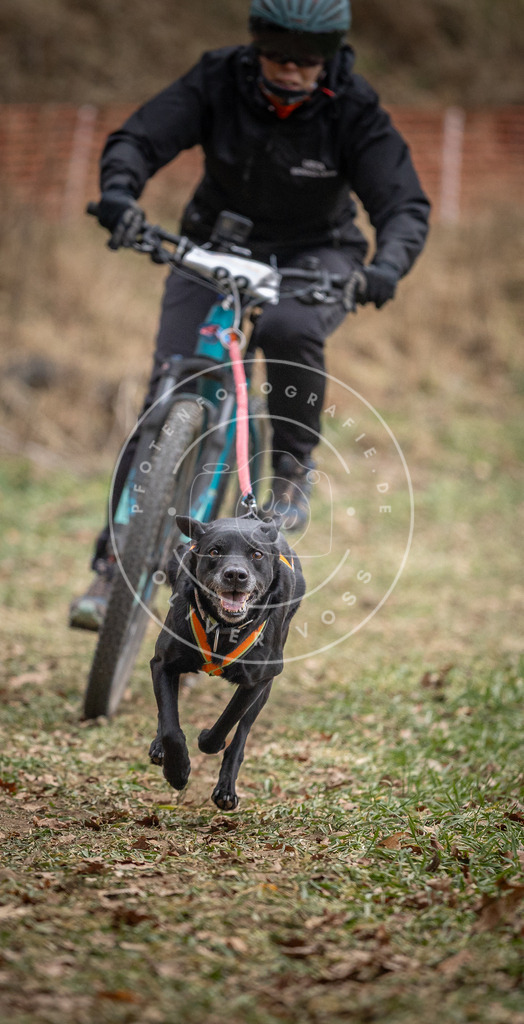 Pfotenfotografie_DV3A5608 | Hundefotografie, Tierfotograf, Pfotenfotografie, Fotoshooting Hund, Hunde Portrait, Hundesport, Hundeportraits, Heideshooting, Hunde, Sportfotograf, Hundefotograf, Turnierhundsport, THS,  - Realisiert mit Pictrs.com