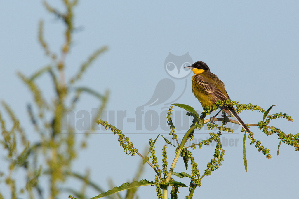20140519181139-2 | Eine Schwarzkehl-Schafstelze (Motacilla flava feldegg) sitzt auf einem grünen Pflanzenstiel mit kleinen grünen Blüten oder Samenständen. Der Vogel hat einen markanten schwarzen Kopf, eine leuchtend gelbe Kehle und Brust sowie olivgrüne Oberseite. Er blickt nach links und ist scharf vor einem unscharfen, hellblauen Himmel zu sehen. Die Pflanze im Vordergrund ist unscharf. - Realisiert mit Pictrs.com