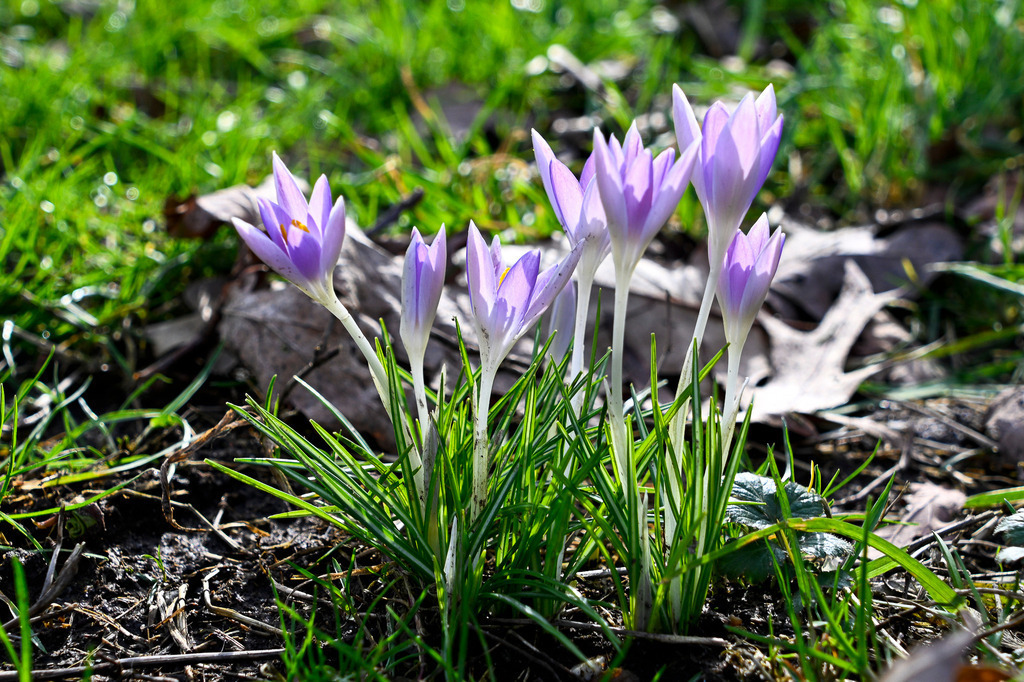 Erste Sonnenstrahlen für die Frühlingsboten | Filigran und voller Lebenskraft strecken sich zartviolette Krokusse dem Sonnenlicht entgegen. Durch das braune Laub und die feuchte Erde des Winters brechen die feinen grünen Halme hervor und verkünden unübersehbar den Beginn einer neuen Jahreszeit. Die im Gegenlicht leuchtenden Blütenblätter verströmen Wärme, Hoffnung und eine frische Leichtigkeit. Diese Aufnahme fängt das leise Erwachen der Natur ein – ein zauberhafter Moment der Erneuerung, der das Herz erwärmt und die Vorfreude auf wärmere Tage weckt. - Realisiert mit Pictrs.com