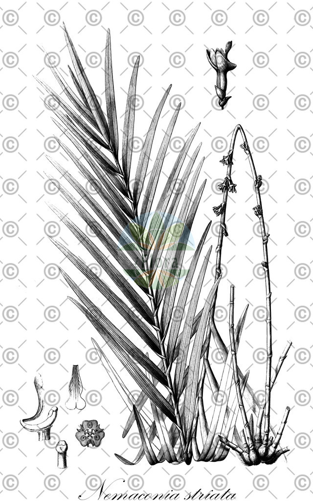HistAbb_63DND_1_ENZY_Simple | Historische Abbildung von Nemaconia striata - Orchidaceae | Historical Illustration of Nemaconia striata - Orchidaceae