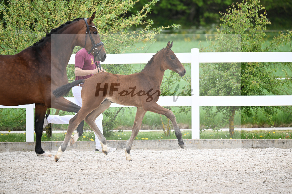 Kat-Nr. 38 HF Viva Vitalis x Benicio_Pointinger_23260659 | hf-fotografie - Realisiert mit Pictrs.com