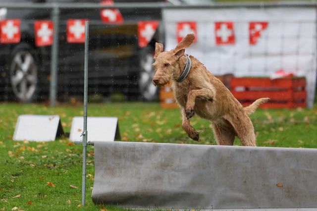 2025_Rally_Obedience_SM-237 | Ich fotografiere Hundeausstellungen, Sportanlässe, Zuchtstätten, Hundezucht, Hundeportrait, Lagotto - Realisiert mit Pictrs.com