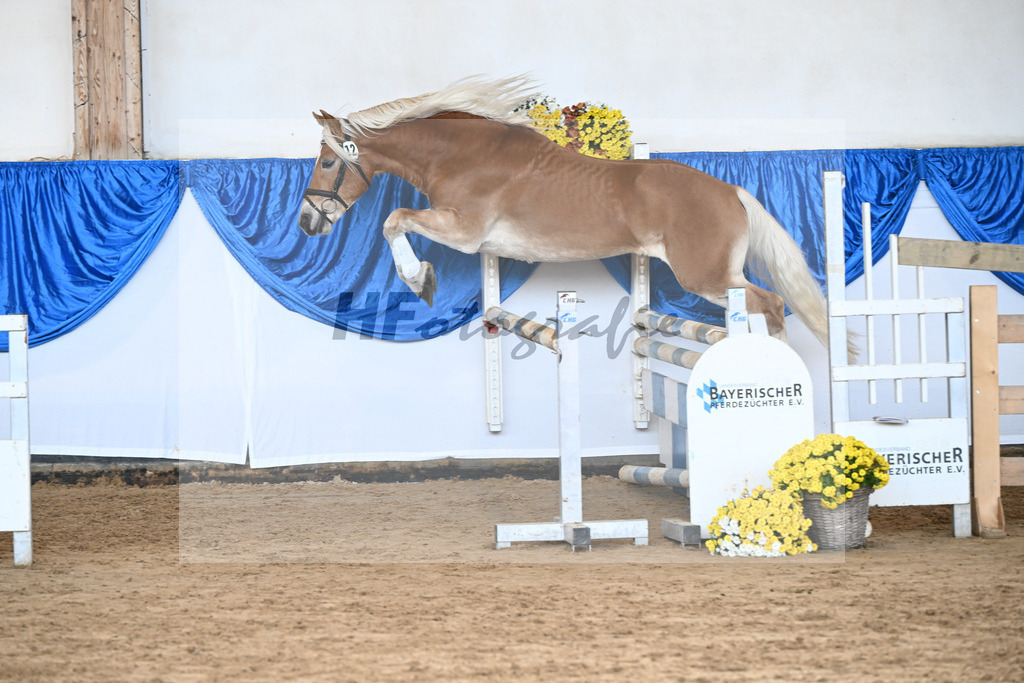 Kat-Nr. 12 Amaretto Ass v. Abraxas_Kern_48250266 | hf-fotografie - Realisiert mit Pictrs.com