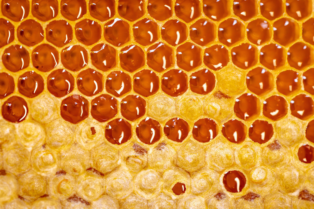 Honigwaben | Eine Wabe voller Bienenhonig.